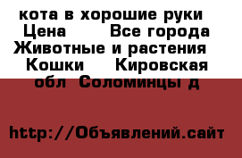 кота в хорошие руки › Цена ­ 0 - Все города Животные и растения » Кошки   . Кировская обл.,Соломинцы д.